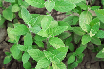 green mint bushes growing in the garden