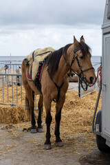 A light brown horse is tethered to a wagon against the backdrop of the sea.