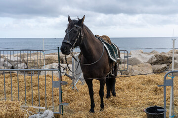 A dark brown horse is tethered to a wagon against the backdrop of the sea.