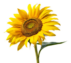 Fototapeta premium Vibrant sunflower with lush yellow petals on transparent background - stock png.