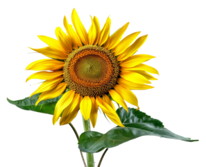 Vibrant sunflower with lush yellow petals on transparent background - stock png.