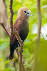 The white-headed munia (Lonchura maja) is a species of estrildid finch found in Teladan, Malaysia, Singapore, Thailand and Vietnam