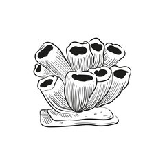 Hand-drawn, engraved line illustrations of realistic mollusk shells in various forms. Perfect for marine-themed designs. Black and white sketches on a navy peony background, including starfish.