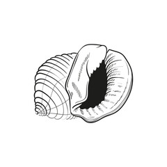 Hand-drawn, engraved line illustrations of realistic mollusk shells in various forms. Perfect for marine-themed designs. Black and white sketches on a navy peony background, including starfish.