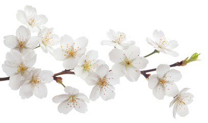 Naklejka na ściany i meble White cherry blossoms on branch on transparent background - stock png.