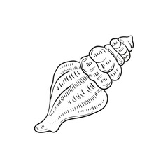 Hand-drawn, engraved line illustrations of realistic mollusk shells in various forms. Perfect for marine-themed designs. Black and white sketches on a navy peony background, including starfish.