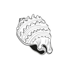 Hand-drawn, engraved line illustrations of realistic mollusk shells in various forms. Perfect for marine-themed designs. Black and white sketches on a navy peony background, including starfish.