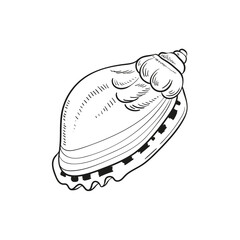 Hand-drawn, engraved line illustrations of realistic mollusk shells in various forms. Perfect for marine-themed designs. Black and white sketches on a navy peony background, including starfish.