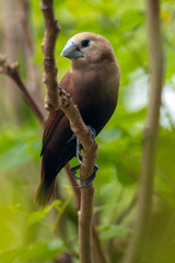 The white-headed munia (Lonchura maja) is a species of estrildid finch found in Teladan, Malaysia, Singapore, Thailand and Vietnam