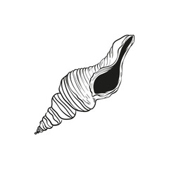 Hand-drawn, engraved line illustrations of realistic mollusk shells in various forms. Perfect for marine-themed designs. Black and white sketches on a navy peony background, including starfish.