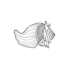 Hand-drawn, engraved line illustrations of realistic mollusk shells in various forms. Perfect for marine-themed designs. Black and white sketches on a navy peony background, including starfish.