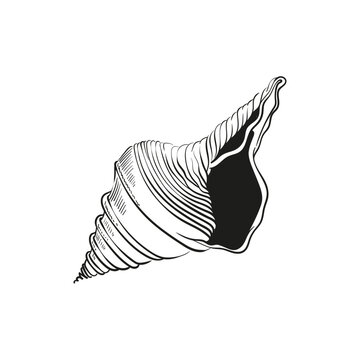 recommend clip art: Hand-drawn, engraved line illustrations of realistic mollusk shells in various forms. Perfect for marine-themed designs. Black and white sketches on a navy peony background, including starfish.