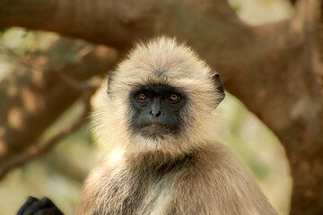 Portrait of Gray Langur closeup