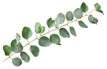 Green eucalyptus branch with leaves on transparent background - stock png.