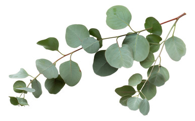 Fototapeta na wymiar Green eucalyptus branch with leaves on transparent background - stock png.