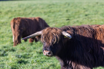 A beautiful brown highland cow grazing in a field in the Autumn time
