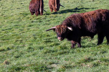 A beautiful brown highland cow grazing in a field in the Autumn time