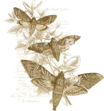 Vintage Golden Moth with Flower Illustrations and Old Cursive Handwriting in the Background 