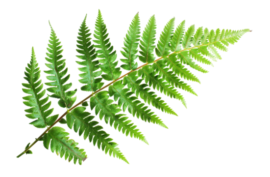 Green fern leaf isolated on black background on transparent background - stock png.