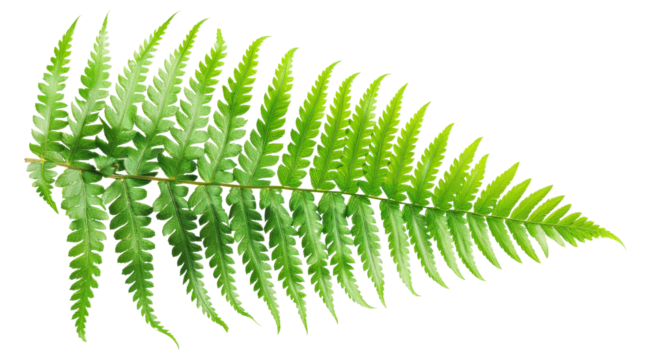 Green fern leaf isolated on black background on transparent background - stock png.