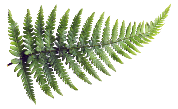 Green fern leaf isolated on black background on transparent background - stock png.