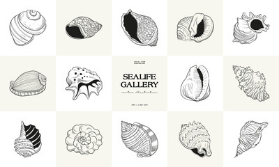 Hand-drawn vector set featuring realistic sketches of various marine seashells and starfish in black and white. Ideal for underwater-themed designs.