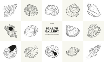 Hand-drawn vector set featuring realistic sketches of various marine seashells and starfish in black and white. Ideal for underwater-themed designs.