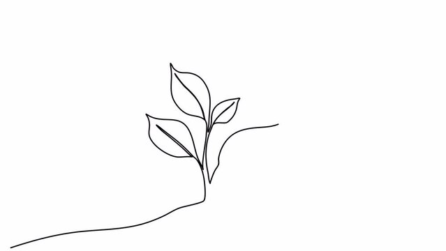 Sprout, one line drawing animation. Video clip with alpha channel.