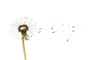 Dandelion with seeds blowing away on transparent background - stock png.