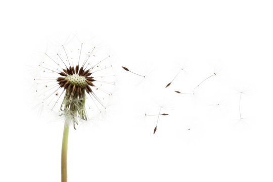 Dandelion with seeds blowing away on transparent background - stock png.