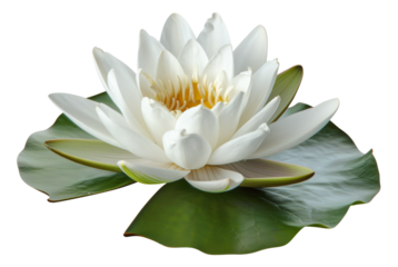White water lily blooming on transparent background - stock png.