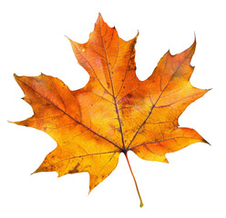 Obraz premium Orange autumn maple leaf on transparent background - stock png.