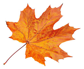 Obraz premium Orange autumn maple leaf on transparent background - stock png.