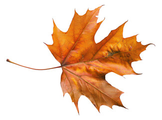 Obraz premium Orange autumn maple leaf on transparent background - stock png.