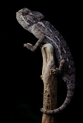 close up of a chameleon on a branch, habitat concept