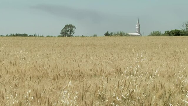 A Wheat Field and the Dome of a Church in the Distance in the Province of Entre Rios, Argentina.