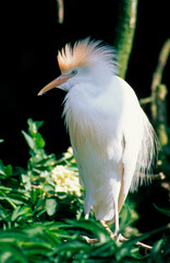 Héron garde boeufs,.Bubulcus ibis, Western Cattle Egret