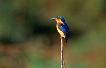 Martin pêcheur vintsi,.Corythornis vintsioides, Malagasy Kingfisher