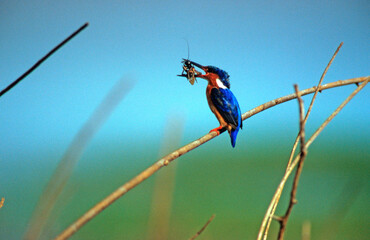 Martin pêcheur d'Europe,.Alcedo atthis, Common Kingfisher