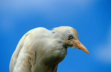 Héron garde boeufs,.Bubulcus ibis, Western Cattle Egret