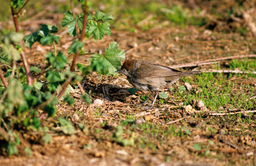 Fauvette à tête noire,.Sylvia atricapilla, Eurasian Blackcap