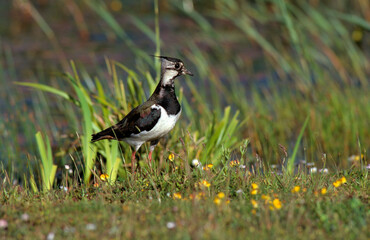 Vanneau huppé,.Vanellus vanellus, Northern Lapwing