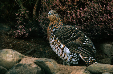 Grand Tétras, Tetrao urogallus , Western Capercaillie, femelle parades