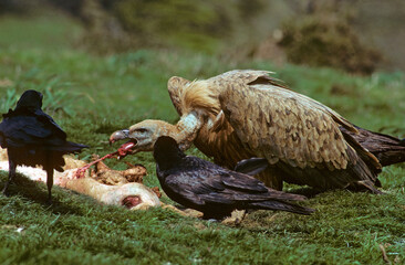 Vautour fauve,.Gyps fulvus, Griffon Vulture, Grand Corbeau,.Corvus corax, Northern Raven, Pyrénées Atlantiques