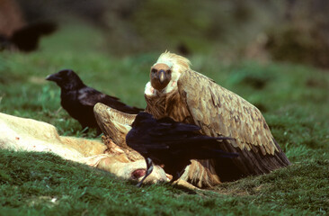 Vautour fauve,.Gyps fulvus, Griffon Vulture, Grand Corbeau,.Corvus corax, Northern Raven, Pyrénées Atlantiques