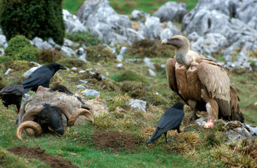 Vautour fauve,.Gyps fulvus, Griffon Vulture, Grand Corbeau,.Corvus corax, Northern Raven, Pyrénées Atlantiques
