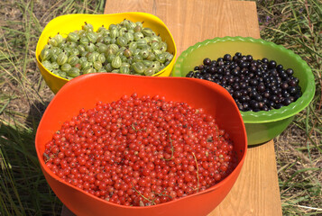 Crop of ripe green gooseberries, red currants and black currants in three big color bowls outdoors