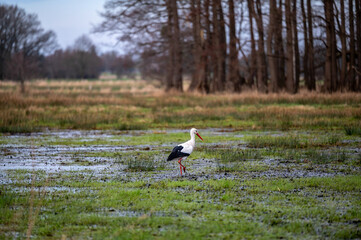 Storch bei der Nahrungssuche in einem Sumpfgebiet