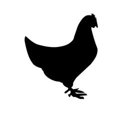 silhouette of a hen
