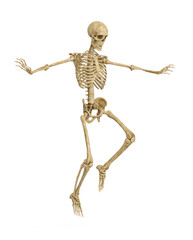 structural skeleton is landing